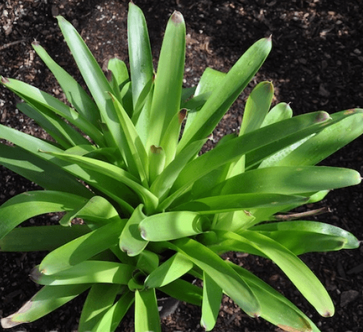 Bromeliad Vriesea Philippocoburgii