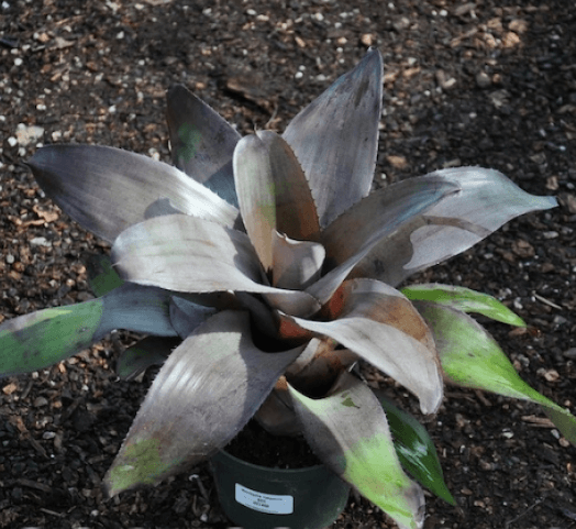 Bromeliad Takemura Grande