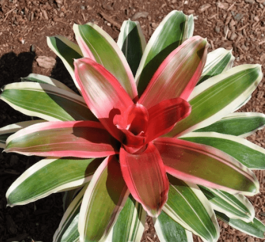 Bromeliad Madame Van Durme