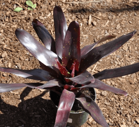 Bromeliad Oesser Hybrid