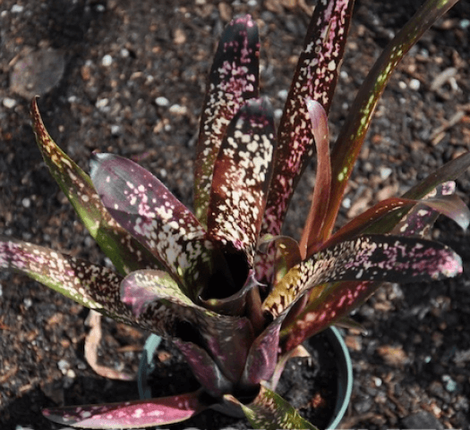 Bromeliad Billbergia Hallelujah