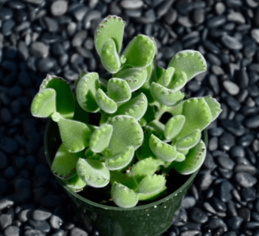 Cotyledon Tomentosa