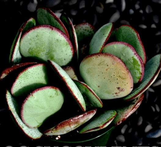 Crassula Arborescens