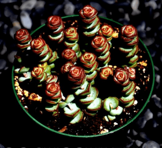 Crassula Pellucida