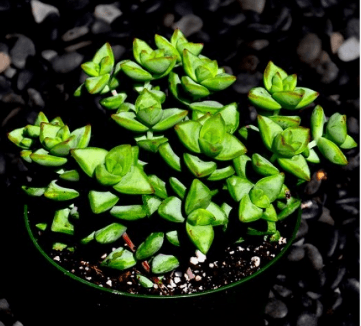 Crassula Rupestris