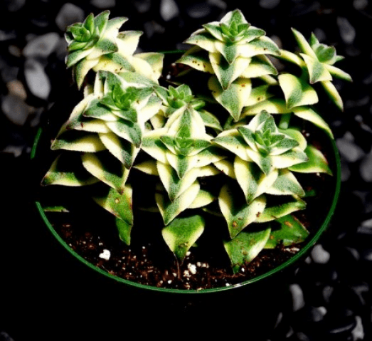 Crassula Perforata Variegata