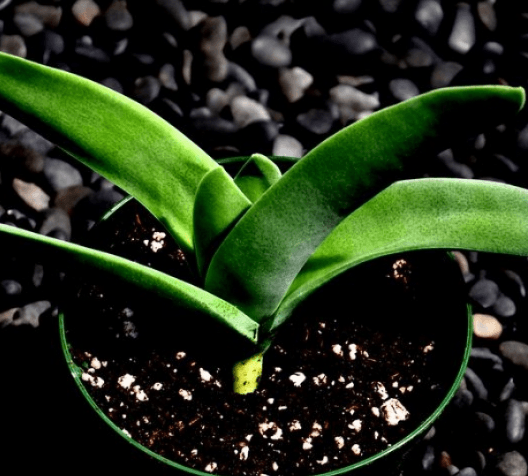 Crassula Falcata