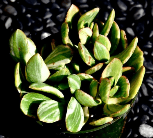 Crassula Ovata Obilqua