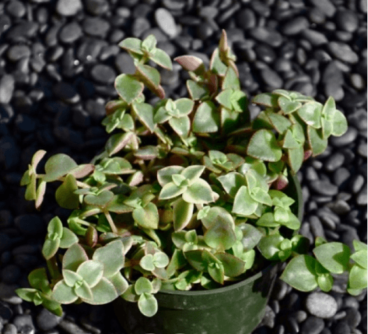 Crassula Ovata Variegata