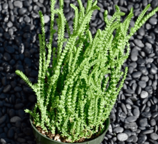 Crassula Muscosa