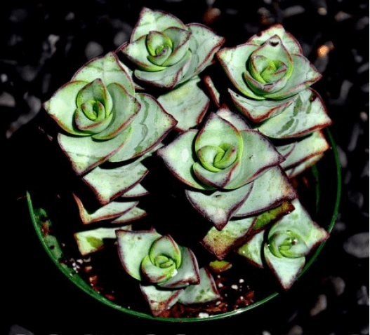 Crassula Perforata