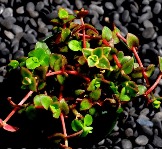 Crassula Marginalis