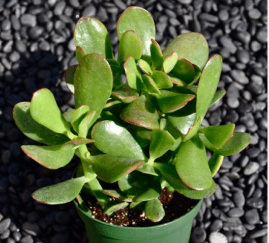 Crassula Ovata