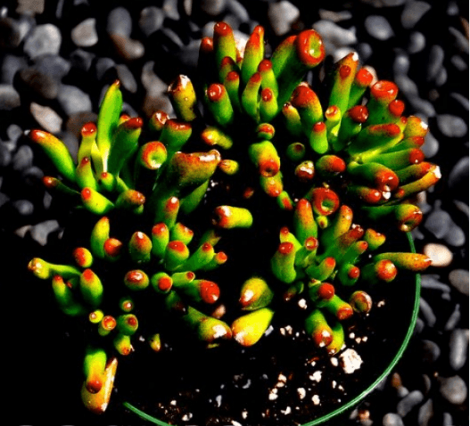 Crassula Ovata Gollum