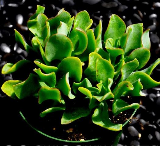 Crassula Undaltifolia