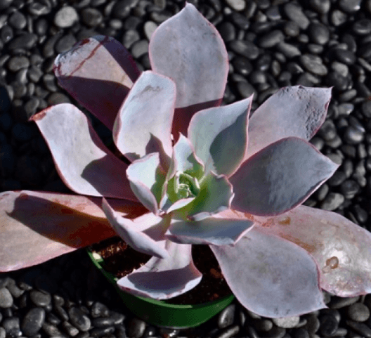 Echeveria afterglow