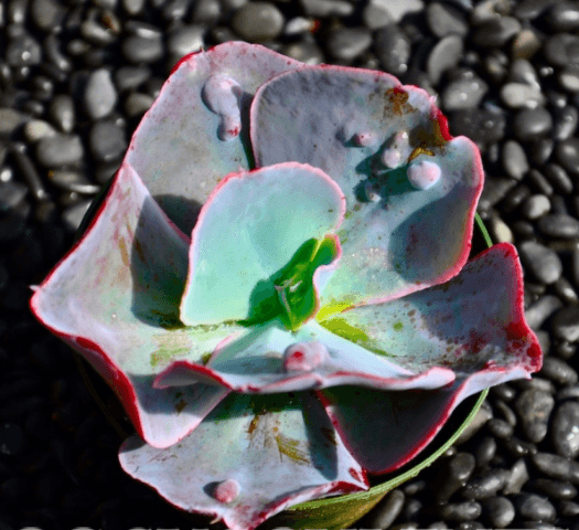 Echeveria Etna