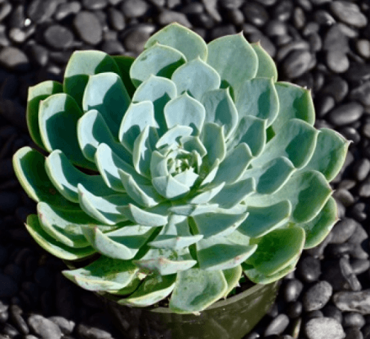 Echeveria Glauaca