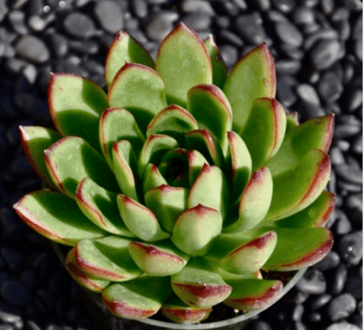 Echeveria Agavoides Maria