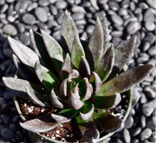 Echeveria Black Night