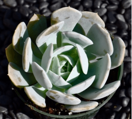 Echeveria Runyonili