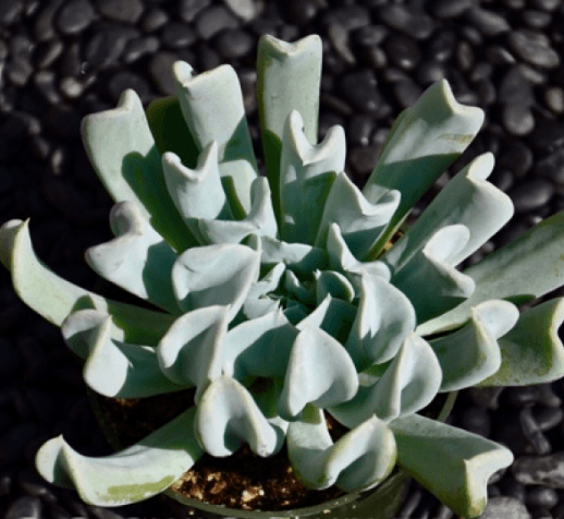 Echeveria Blue Curis