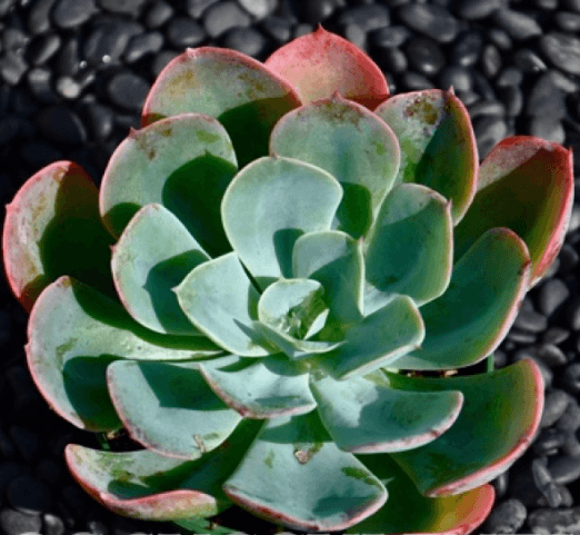 Echeveria  Blue Sky