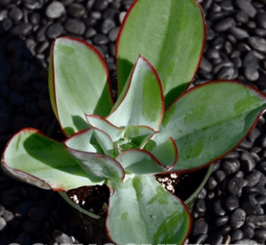 Echeveria Subridgida