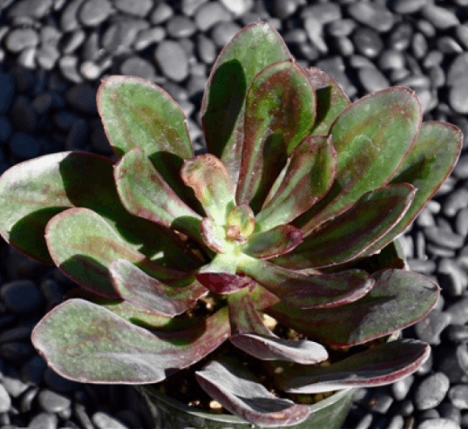 Echeveria Nodulosa