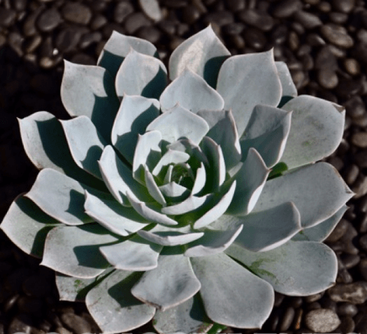 Echeveria Subsessilis