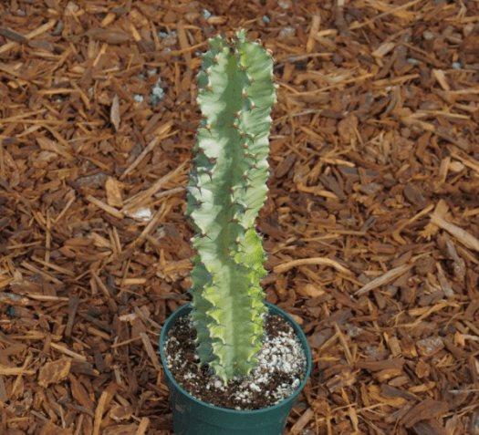 Euphorbia Ammak