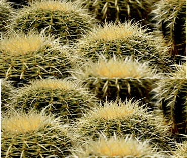 Echinocactus