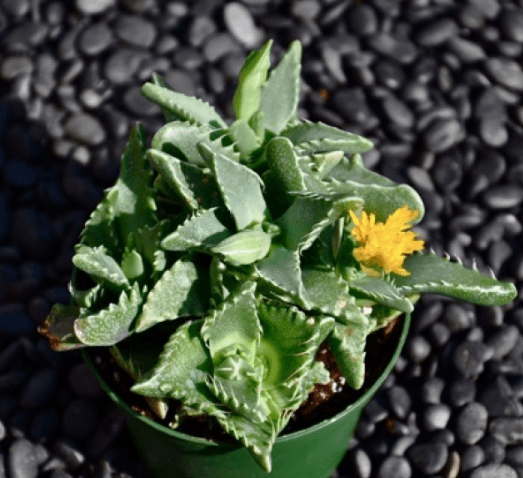 Faucaria Tigrina