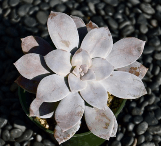 Graptopetalum Pentandrum