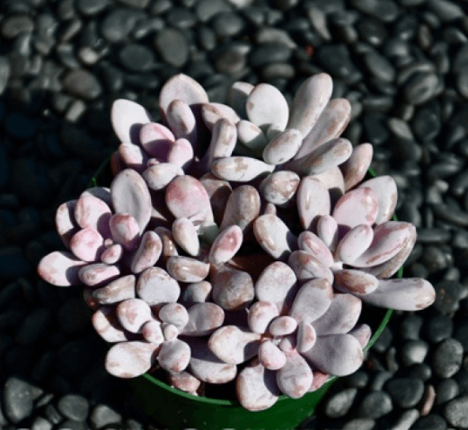 Graptopetalum Amethystinum