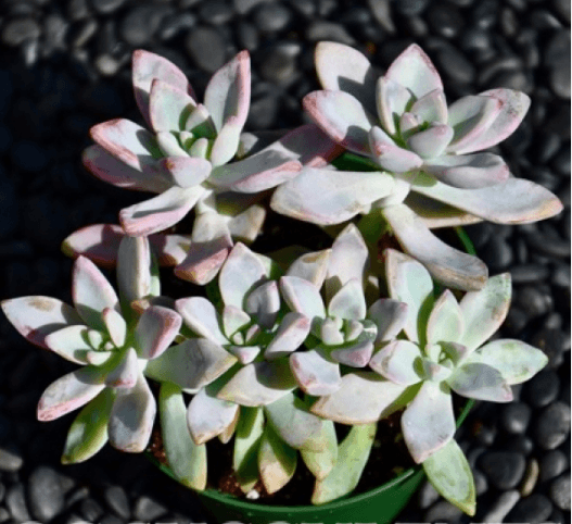 Graptopetalum Paraguayensis