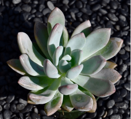 Graptoveria Opalina