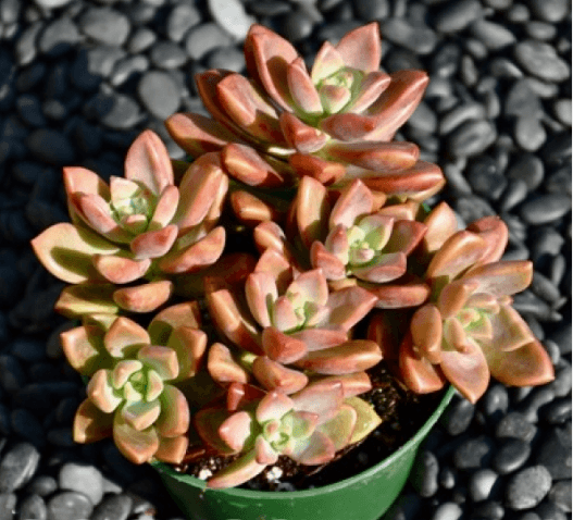 Graptopetalum Amethystinum