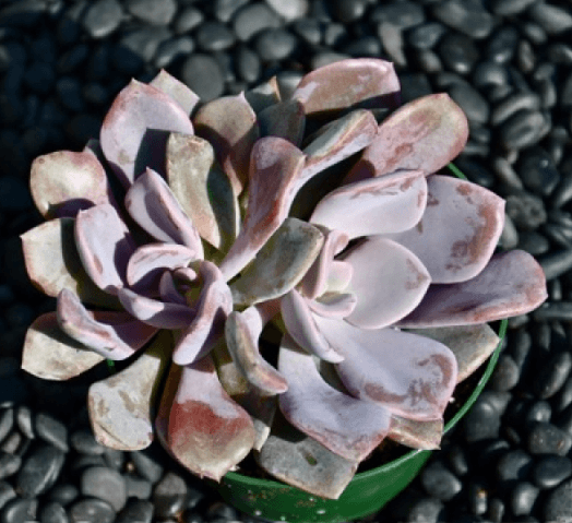 Graptoveria Debbie