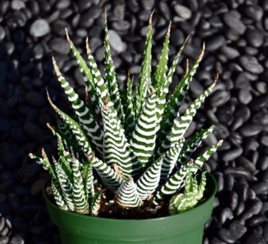 Haworthia fasciata super white