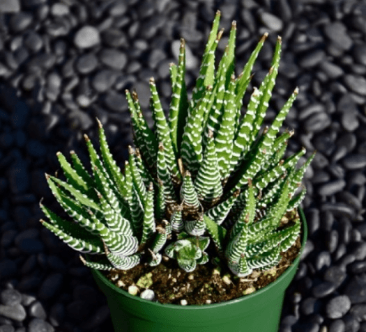 Haworthia Fasciata