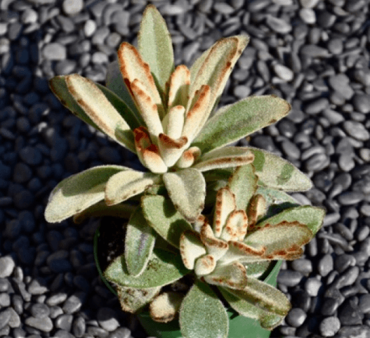 Kalanchoe Chocolate Soldier