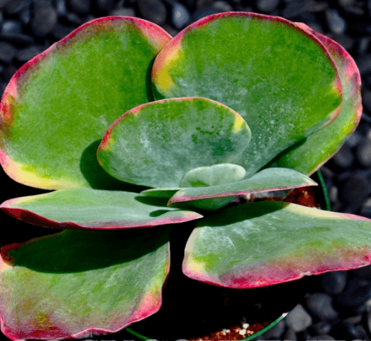 Kalanchoe Luciae