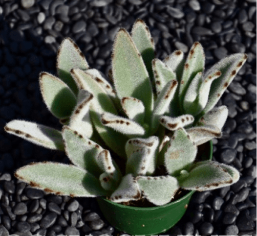 Kalanchoe Tomentosa