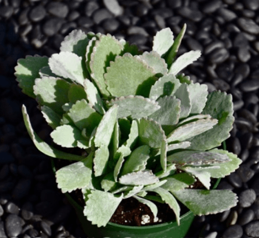 Kalanchoe Pumila