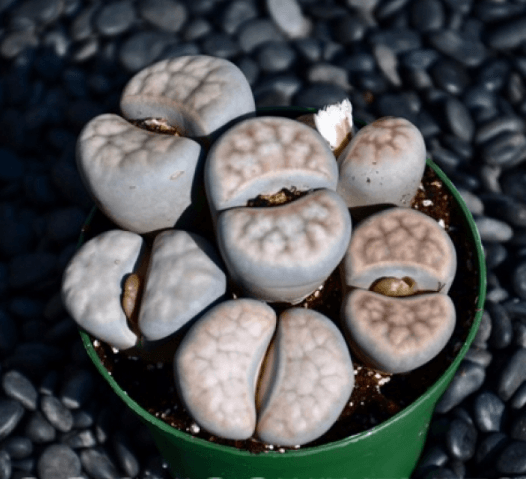 Lithops Living Stones