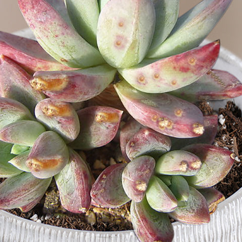 Pachyveria Glauca