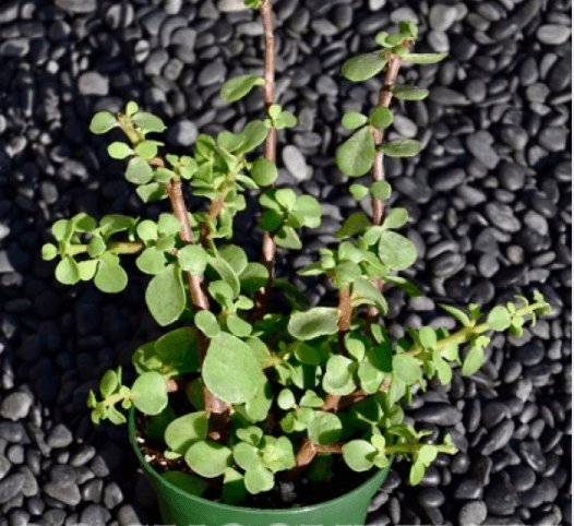 Portulacaria Afra