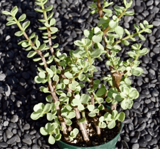 Portulacaria Afra Variegata