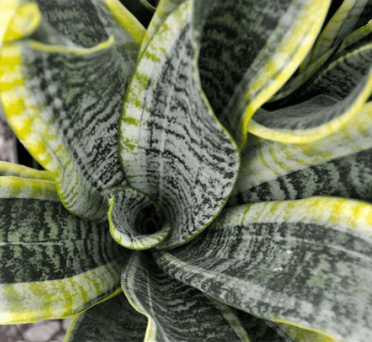 Sanseveria Futura Superba